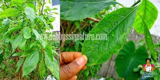 Indigenous Leafy Vegetables And Herbs Found In Nigeria Herbs Leafy Vegetables African Food