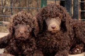 Maybe you would like to learn more about one of these? Giant Schnoodles Ready To Go Now For Sale In Fort Collins Colorado Classified Americanlisted Com