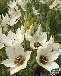 Image result for Ornithogalum
