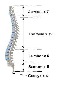 Babies have more cartilage than bone tissue. Anatomy Of The Spine Teachpe Com