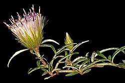 Image result for Dicoma anomala