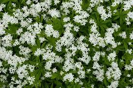 Waldmeister Ernten Und Verwenden Tipps Gemusegarten Und Krauter Garten