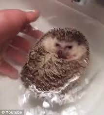 Why Did The Hedgehog Get In The Sink Prickly Creature Is Seen Floating In Water As He Curls Up Into A Ball When He Is Given A Bath Daily Mail Online