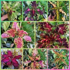 Image result for Coleus calycinus