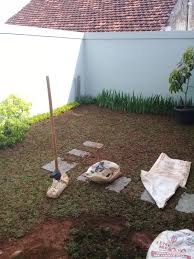 6.bibit yang udah disiapkan kenudian ditanam pada lubang tersebut. Tukang Tanam Rumput Jual Rumput Gajah Mini Tukang Taman Rumah 0822 6136 9636