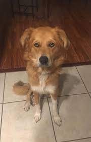 Pin On All Creatures Great And Small