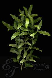 Image result for Vepris