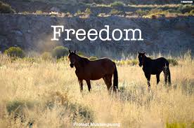 There are about 33,000 wild horses running free in the united states. Native Wild Horses Protect Mustangs