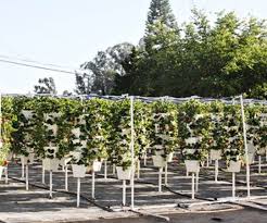 Maybe you would like to learn more about one of these? The Farm Of The Future Will Grow Plants Vertically And Hydroponically Greentech Media