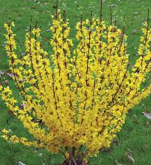 When in doubt, prune in early spring. Pruning Shrubs Part 2 When Is The Best Time To Prune