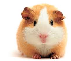 Resultado de imagen de foto hamster
