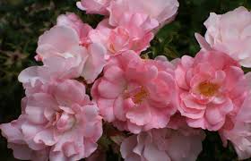 Flower carpet® roses, also often referred to as the carpet rose® are the world's number one ground cover rose. Rosa Flower Carpet Apple Blossom Apple Blossom Carpet Rose Plantmaster