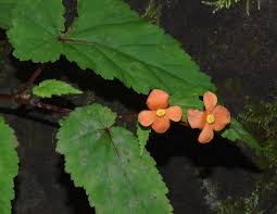 Image result for Begonia sutherlandii