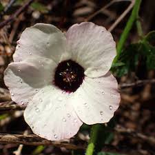 Image result for Hibiscus tridactylites