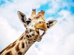 Very high winds at the perfect time of day, 9am, and unusual heavy water for november, these special circumstances created a previously undocumented 2,400 foot rainbow waterfall in yosemite national park Funny Giraffe Leinwandbild Nach Mass Photowall