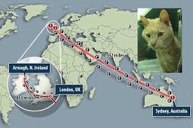 Hingga akhirnya kondisi kehidupannya berubah dengan cepat, turun dalam sekejap. Kisah Kucing Misterius Yang Hilang Di Australia Dan Ditemukan Di Irlandia Utara