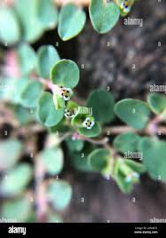 Image result for Euphorbia serpens