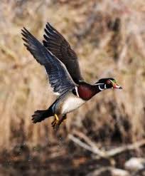 Wood Duck Flying Photo Wood Ducks Duck Pictures Pet Birds