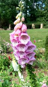 The Lovely Digitalis Aka Foxglove Oc Foxglove Flower Images Flax Flowers