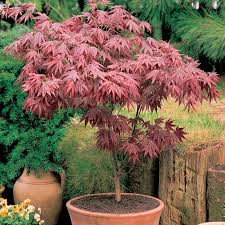 This japanese maple is nicely suited for residential landscapes, particularly smaller yards. Acer Palmatum Atropurpureum Japanese Maple Gardenersdream