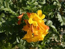 Image result for Tecoma fulva