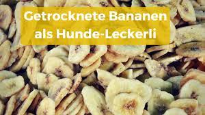 durfen hunde bananen essen wie viel fur tiere gesund ist hund banane hunde ernahrung bananen fur hunde