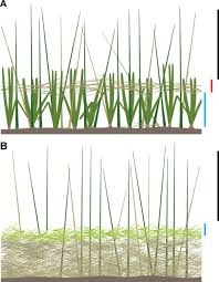 Image result for Urochloa arrecta