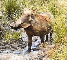 Image result for Hyparrhenia anthistirioides