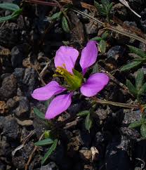 Image result for Fagonia