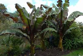 Image result for Ensete ventricosum