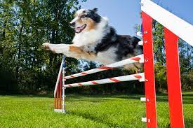 Diy Dog Agility Course That You Can Make At Home Sitstay