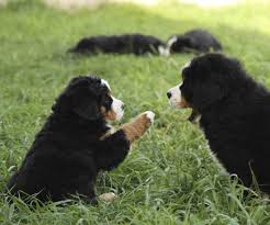 Buy bernese mountain dog collectables and get the best deals at the lowest prices on ebay! Puppies Bernese Mountain Dog Club Of Victoria Inc