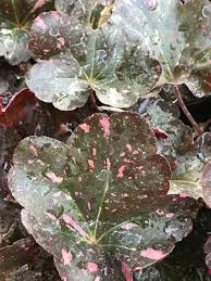 Image result for Heuchera `Midnight Rose`