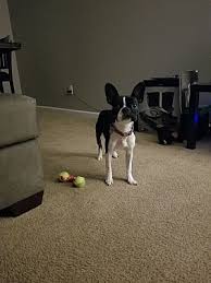 Save a pet dothan al. Dothan Al French Bulldog Meet Izzy A Pet For Adoption