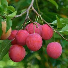 Charleton fruit farm, montrose, scotland. Country Diary Foragers Search Out The Fruits Of A Fortuitous Mistake Foraging The Guardian
