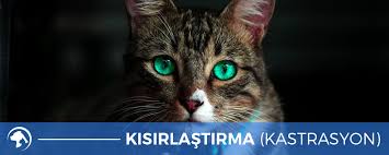 torbali kedi kisirlastirma asklepion veteriner klinigi