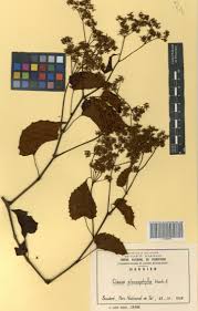 Image result for Cissus glaucophylla