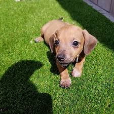 We require a non refundable deposit of $100 to hold a miniature dachshund puppy until he/she is about 8 weeks old. Chicago Il Dachshund Meet Rollo Adopted A Pet For Adoption