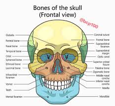 Image result for Frontal Bone