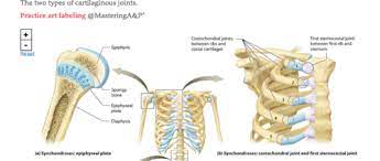A P Lab Ch 11 Joints Flashcards Quizlet