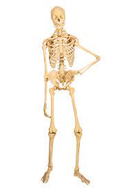 436 × 842 (764 kb) ladyofhats: 11 Surprising Facts About The Skeletal System Live Science