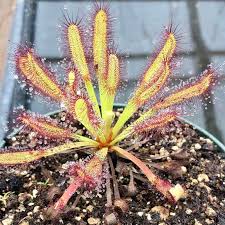 Image result for Drosera