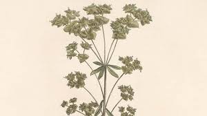 Image result for Crotonogynopsis australis