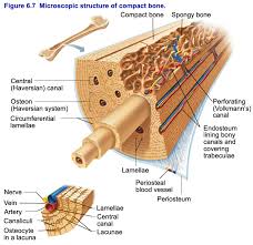 The tooth enamal made up of boney tubes, it also very stroung. Lecture 4 Bones Skeletal Tissues Bio 004 Human Anatomy 80180 Ck