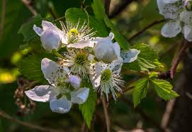 They are adapted to local soil, rainfall and temperature conditions, and have developed natural defenses to many insects and diseases. Maine Wildflowers Stephen L Tabone Nature Photography