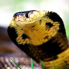 To view the full image size resolution browse the below gallery and click on any below wallpaper thumbnail. Snake Reptile King Cobra Background Best Free Photos