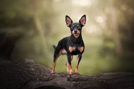 Quanto custa um Pinscher? Descubra qual é o valor de um dos cachorros mais  famosos do Brasil