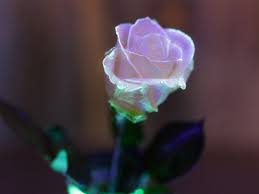 Are you looking for some fun party decorations, or a neat gift idea? Glow In The Dark Flower Diy For Beginners Kiwico