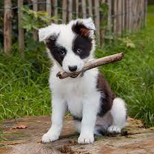 1 Border Collie Puppies For Sale In San Francisco Ca