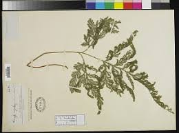 Image result for Selaginella vogelii